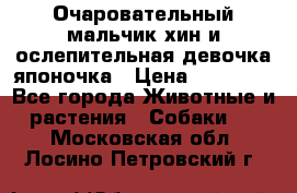 Очаровательный мальчик хин и ослепительная девочка японочка › Цена ­ 16 000 - Все города Животные и растения » Собаки   . Московская обл.,Лосино-Петровский г.